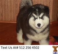 siberian husky puppy posted by IanJDestefano