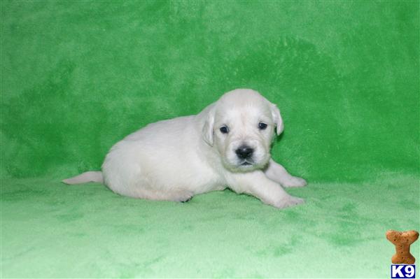 icewind golden retrievers golden retriever puppy for sale 7 years icewind golden retrievers golden retriever puppy for sale 7 years