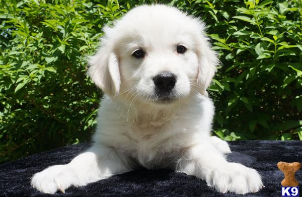 icewind golden retrievers golden retriever puppies for sale icewind golden retrievers golden retriever puppies for sale