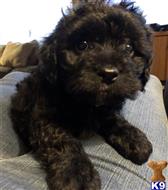 mixed breed puppy posted by IndyBailey