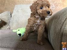 poodle puppy posted by IndyBailey