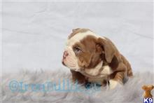 english bulldog puppy posted by IronBulldogs