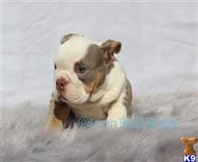 english bulldog puppy posted by IronBulldogs