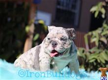 english bulldog puppy posted by IronBulldogs