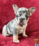 french bulldog puppy posted by Israel_C