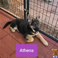 german shepherd puppy posted by Itorres1989