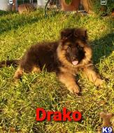 german shepherd puppy posted by Itorres1989