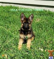 german shepherd puppy posted by Itorres1989