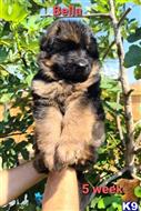 german shepherd puppy posted by Itorres1989