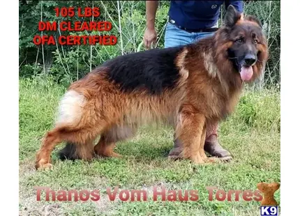 German Shepherd