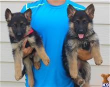 german shepherd puppy posted by Itorres89