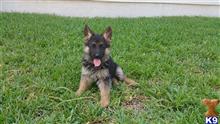 german shepherd puppy posted by Itorres89