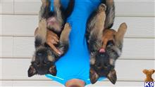 german shepherd puppy posted by Itorres89