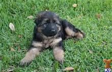 german shepherd puppy posted by Itorres89