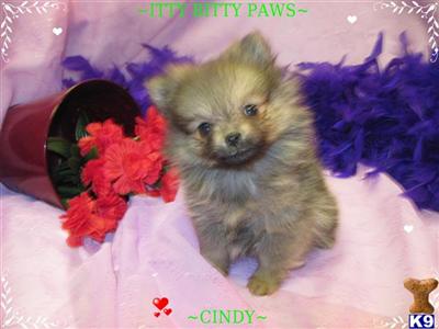 teacup wolf pomeranian pomeranian puppy for sale teacup pomeranian wolf 9 years teacup wolf pomeranian pomeranian puppy for sale teacup pomeranian wolf 9 years