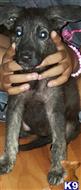 german shepherd puppy posted by IvoryKennel35