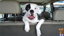 Musa available American Bulldog puppy located in Marietta