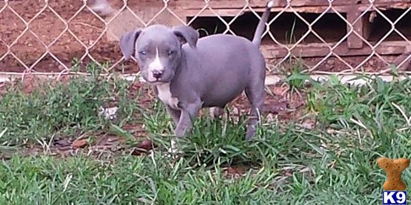 american pit bull puppy posted by JDKennelClub