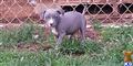 american pit bull puppy posted by JDKennelClub