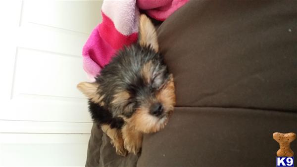 yorkie 7 weeks terrier puppy for sale yorkie 7 weeks needs a new home 4 years yorkie 7 weeks terrier puppy for sale yorkie 7 weeks needs a new home 4 years