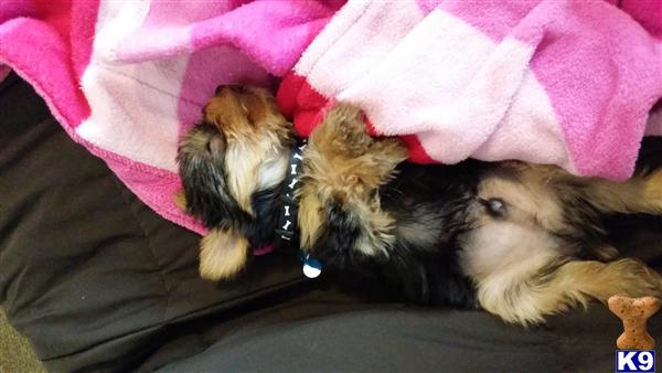 yorkie 7 weeks terrier puppy for sale yorkie 7 weeks needs a new home 4 years yorkie 7 weeks terrier puppy for sale yorkie 7 weeks needs a new home 4 years