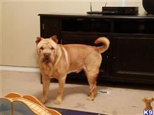 Chinese Shar Pei Stud Dogs