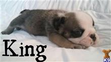 English Bulldog
