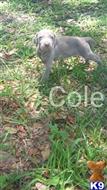 weimaraner puppy posted by JK1988