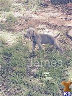 weimaraner puppy posted by JK1988