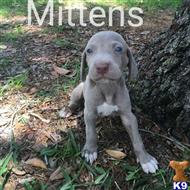 weimaraner puppy posted by JK1988