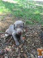 weimaraner puppy posted by JK1988