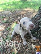 weimaraner puppy posted by JK1988