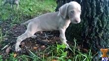 weimaraner puppy posted by JK1988