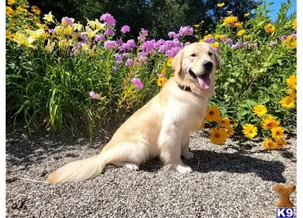 SHR Iron Range Echo In Time available Golden Retriever puppy located in BOVEY
