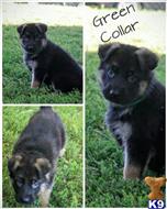 german shepherd puppy posted by JPCShepherdHeaven