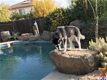 Siberian Husky