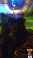 Aries available Pomeranian puppy located in COLORADO SPRINGS