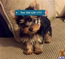 yorkshire terrier puppy posted by Jack12