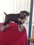 miniature schnauzer puppy posted by Jacob239