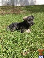 miniature schnauzer puppy posted by Jacob239