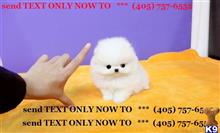 pomeranian puppy posted by Jacster