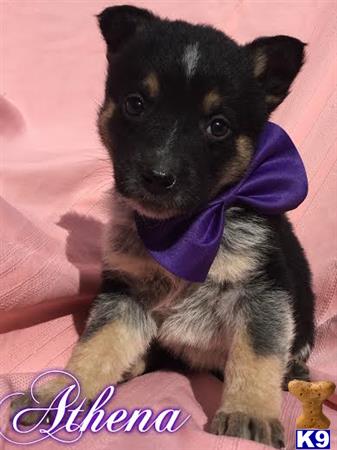 German Shepherd puppy for sale