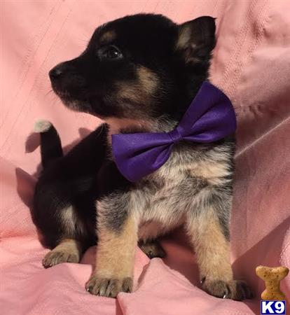 German Shepherd puppy for sale