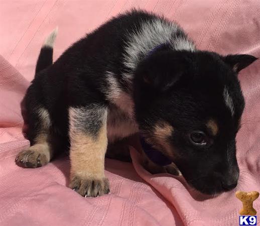 German Shepherd puppy for sale