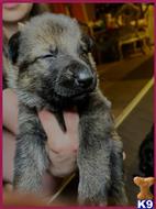 german shepherd puppy posted by JagerK9s