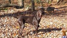 Jake available German Shorthaired Pointer puppy located in BEECH CREEK