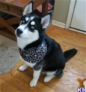 Zeus available Siberian Husky puppy located in OVERLAND PARK