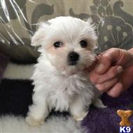 maltese puppy posted by James10