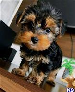 yorkshire terrier puppy posted by James85390