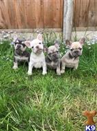 french bulldog puppy posted by Jameshager